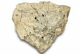 Dinosaur (Triceratops) Frill Shield Section - Montana #323034-1